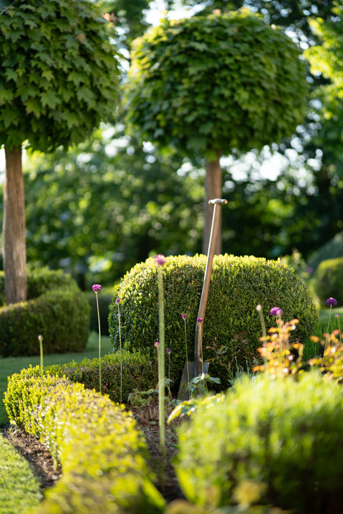 Professionally landscaped garden with clipped hedges and planting